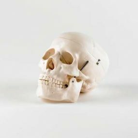 Model - Life Size Skull