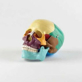 Life Size Skull With Coloured Bones