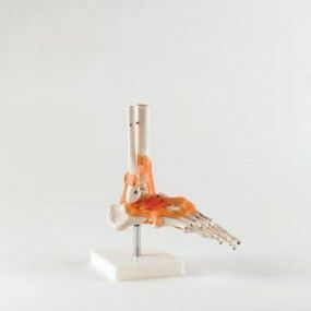Model - Life Size Foot Joint With Ligaments