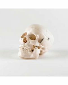 Model - Life Size Skull