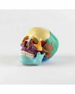Life Size Skull With Coloured Bones