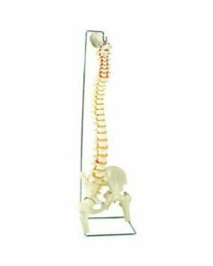 Model - Classic Flexible Spine With Femur Heads